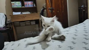 3-6 Months Male Purebred Persian