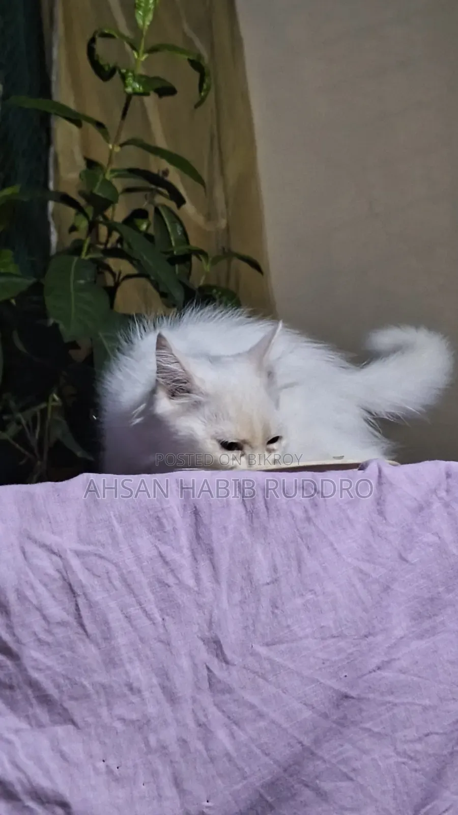 3-6 Months Male Purebred Persian