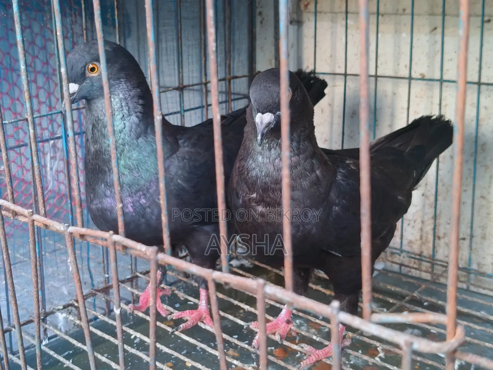 Show King Pigeon