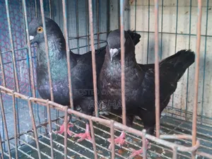 Show King Pigeon