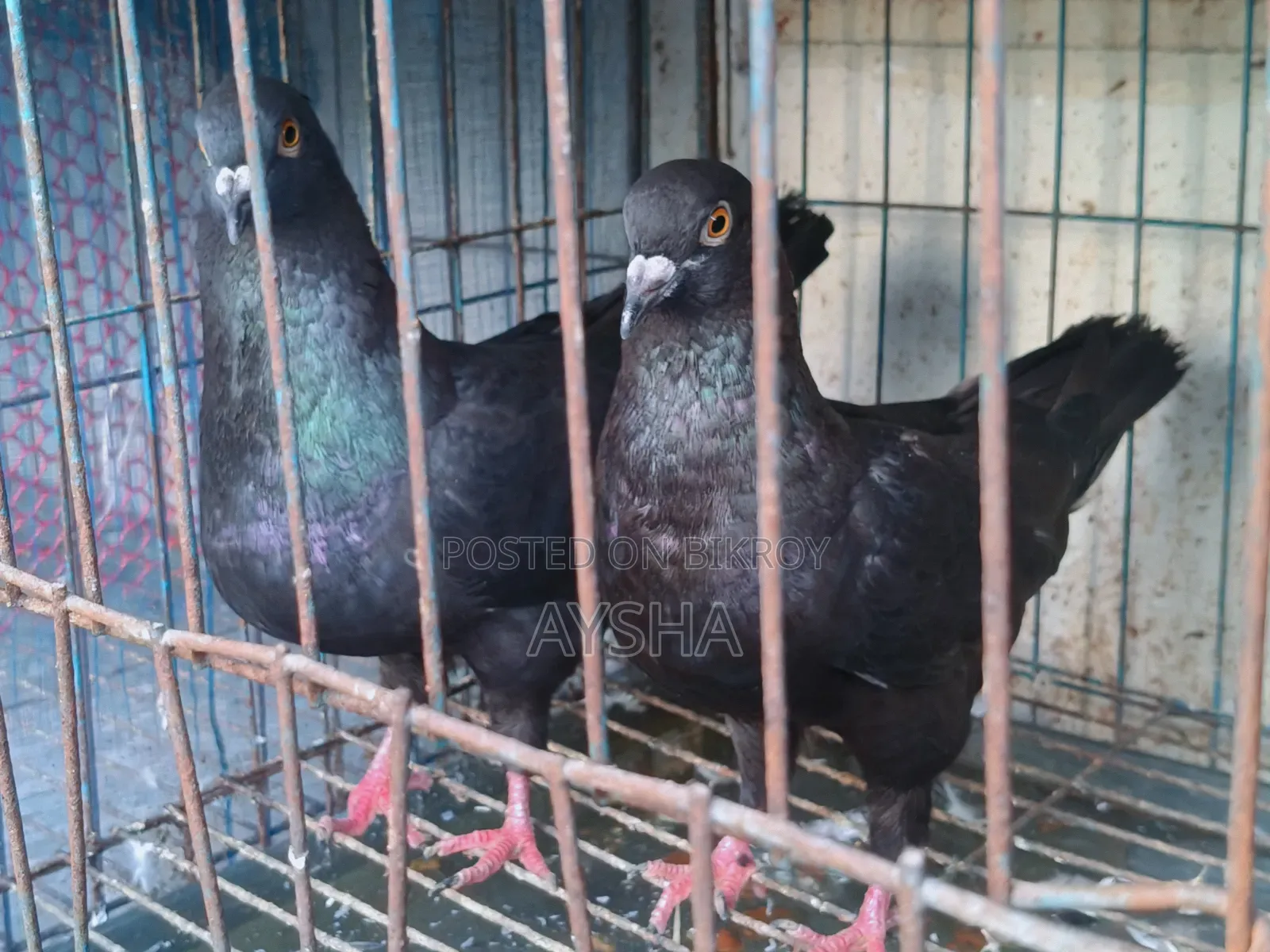Show King Pigeon
