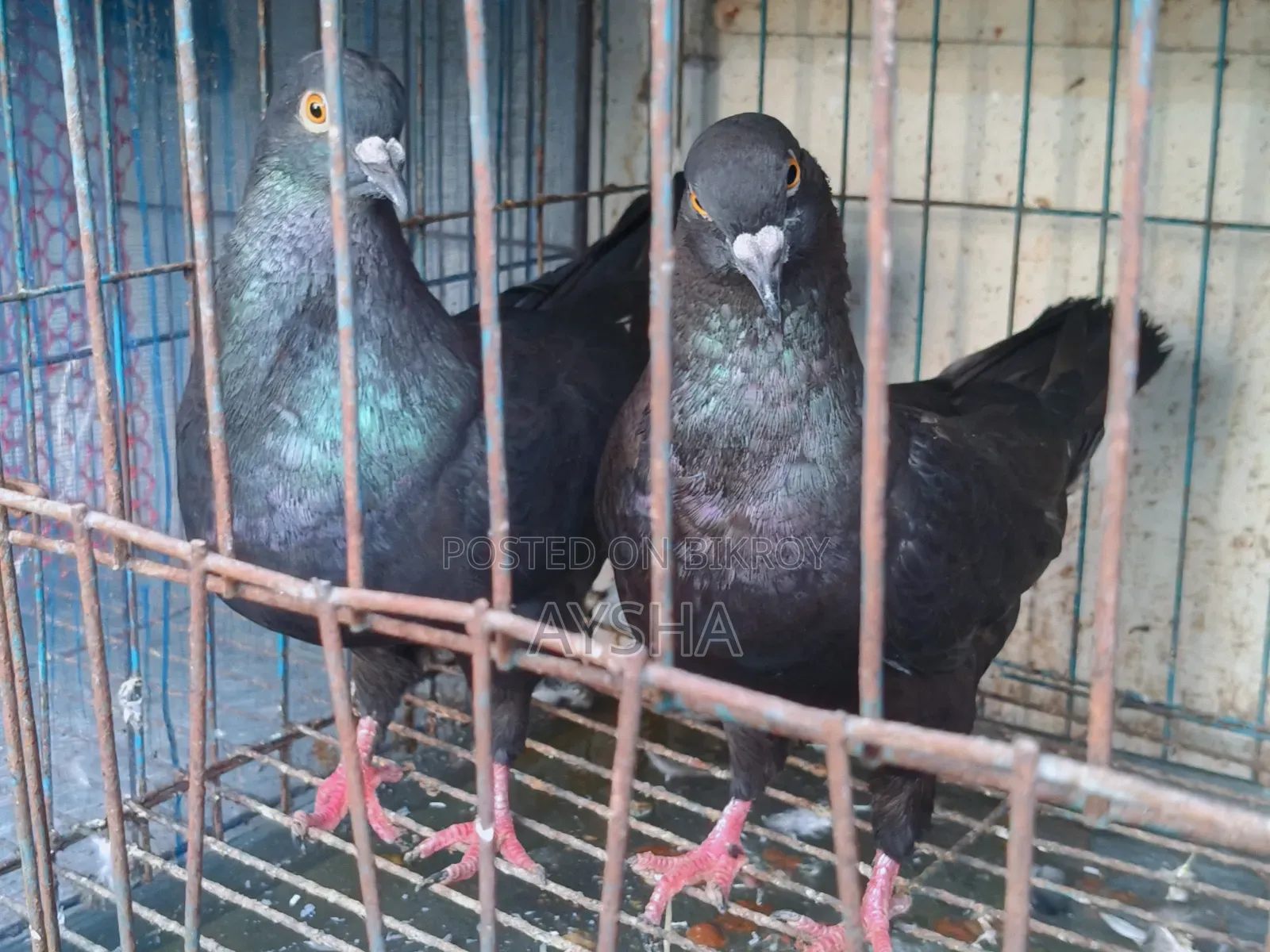 Show King Pigeon