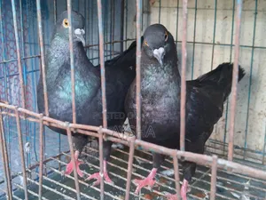 Show King Pigeon