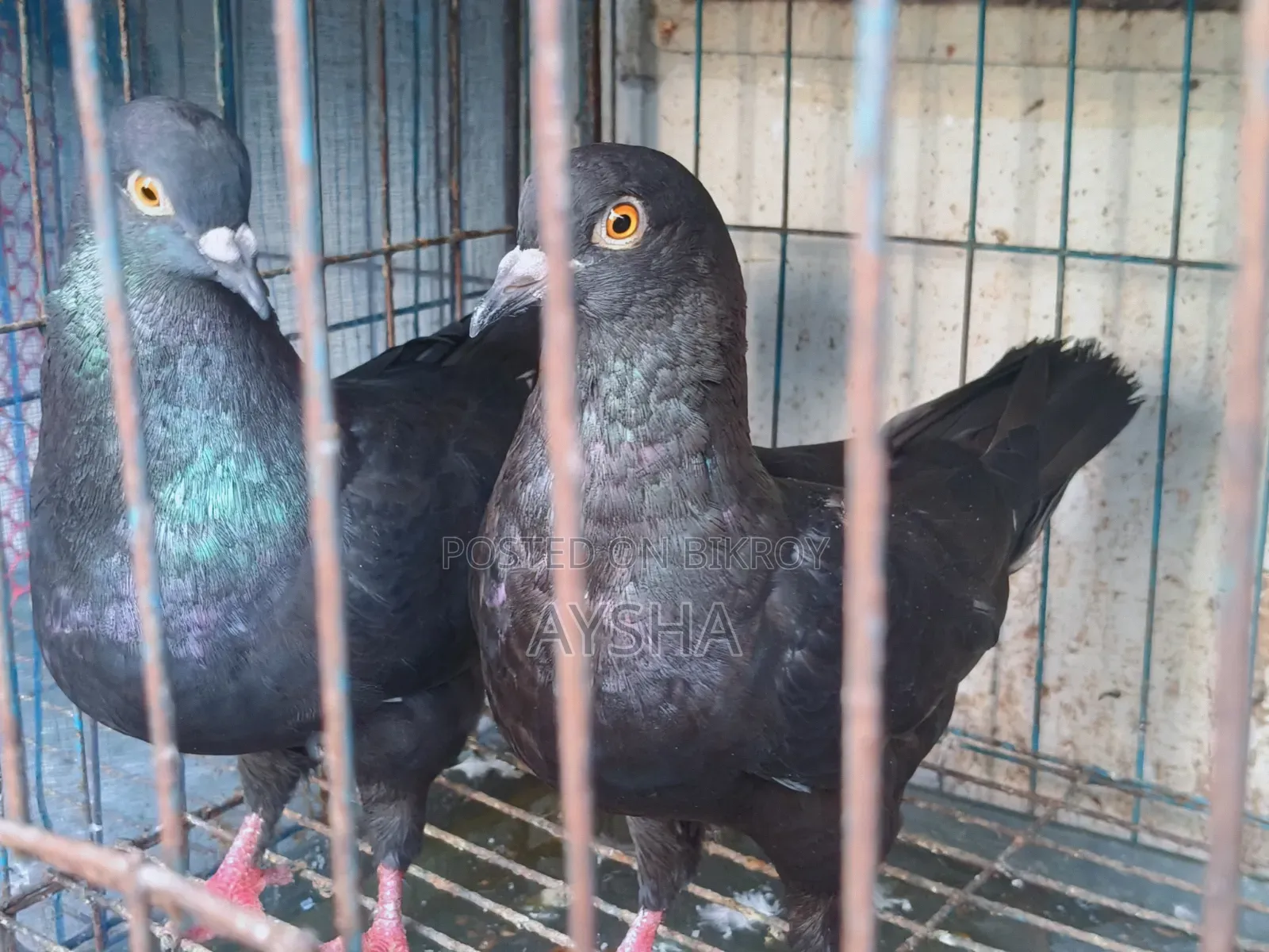 Show King Pigeon