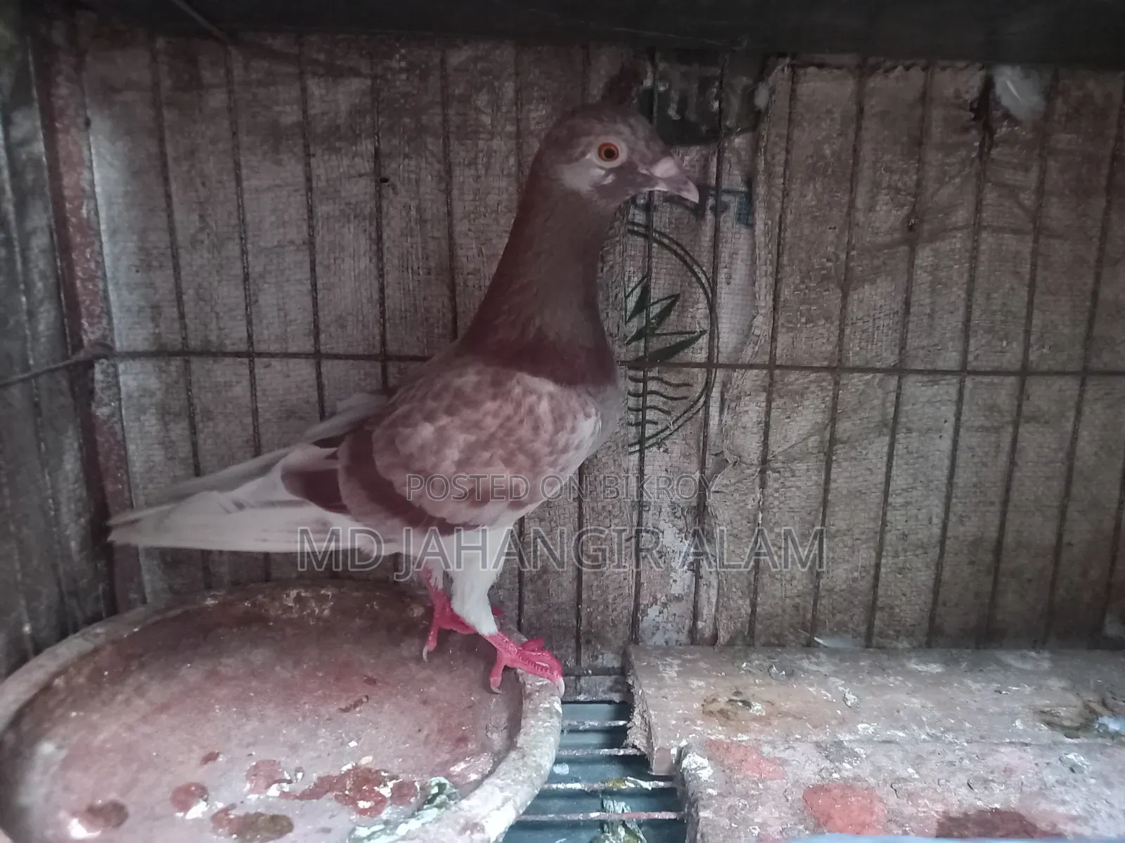 Racer Running Male Red Checker
