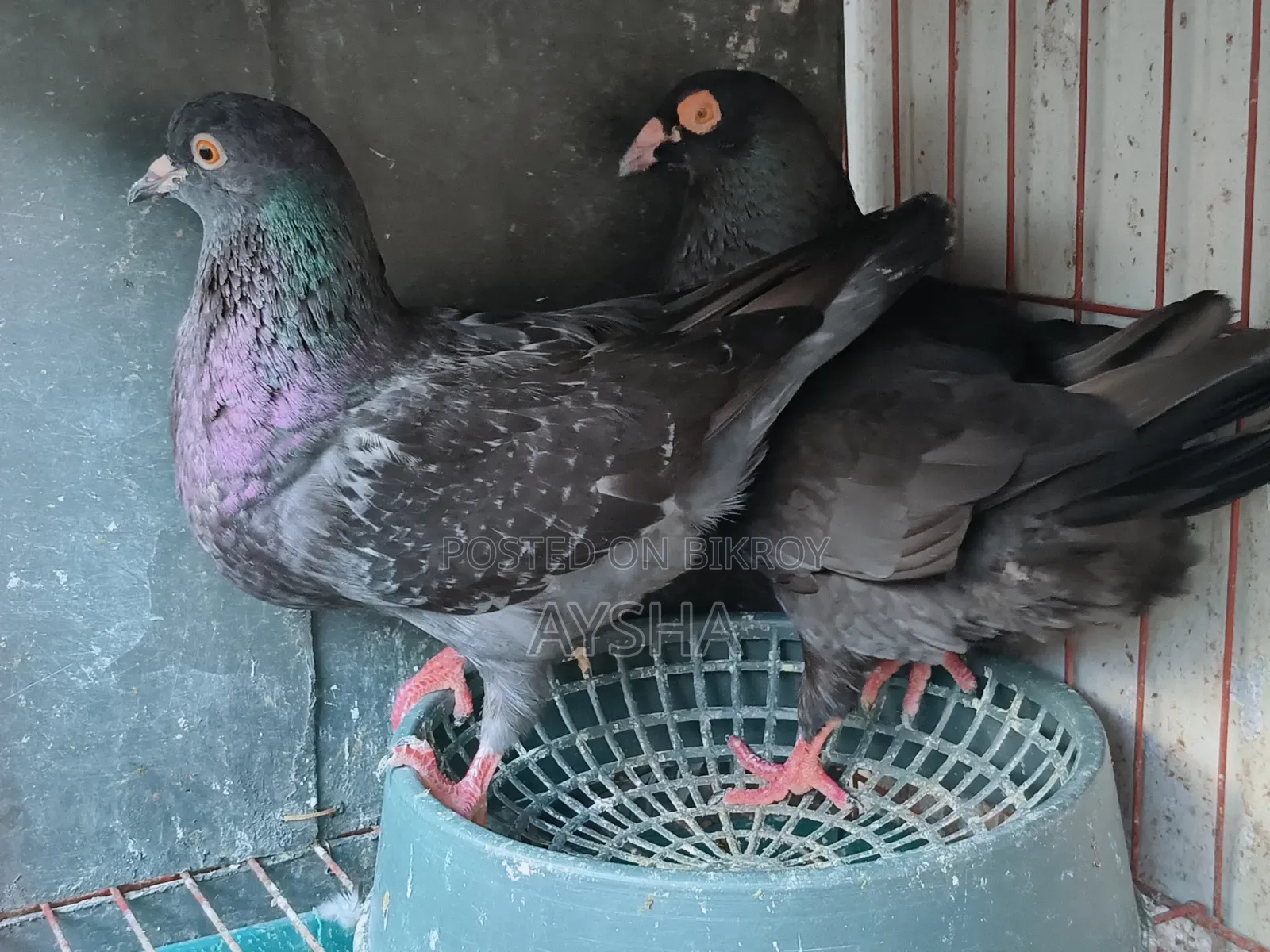 King Pigeon Two Pairs