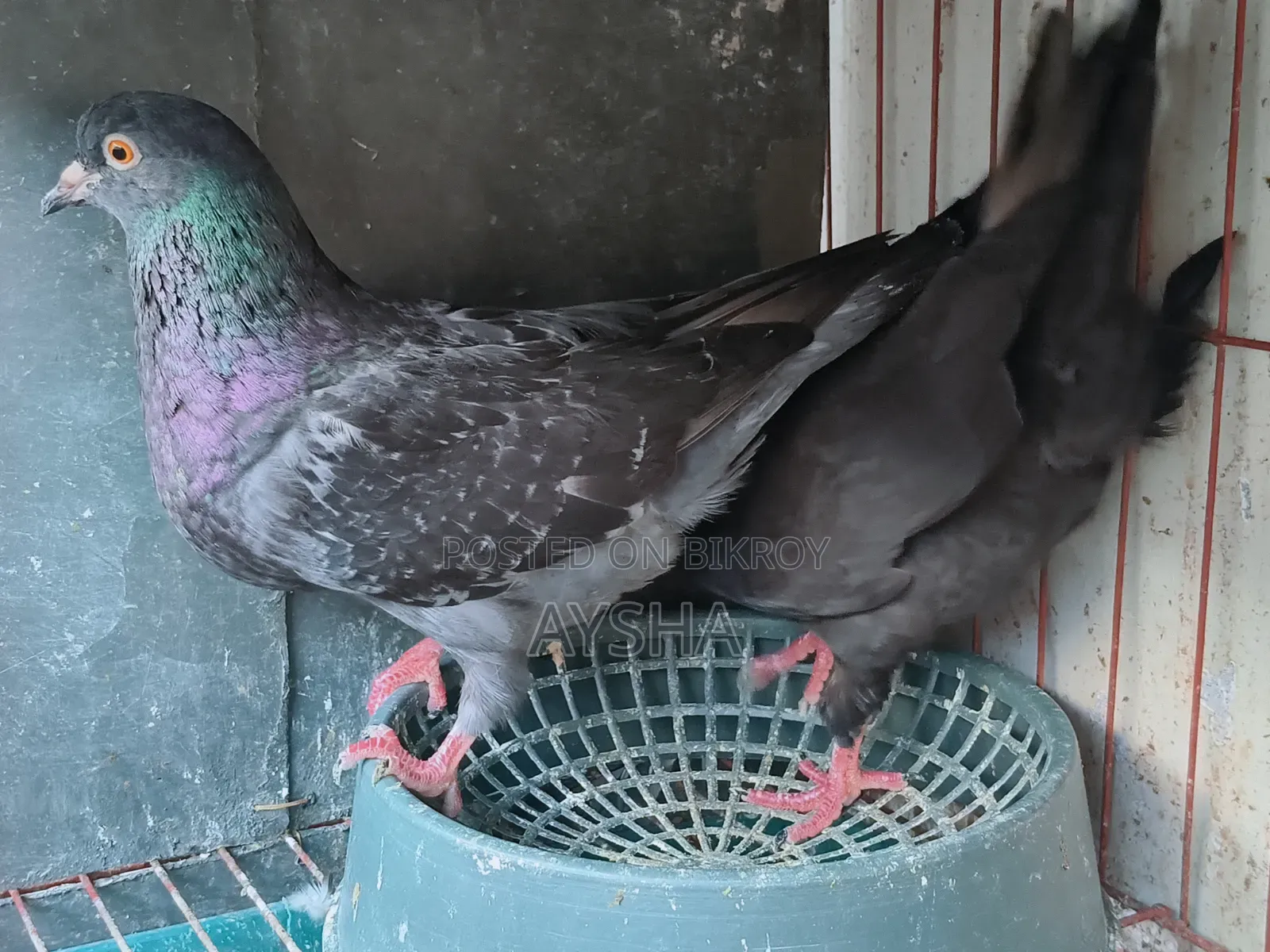 King Pigeon Two Pairs