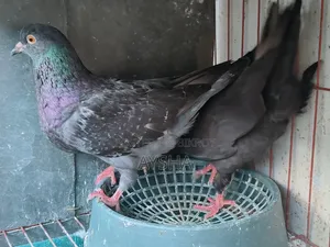 King Pigeon Two Pairs