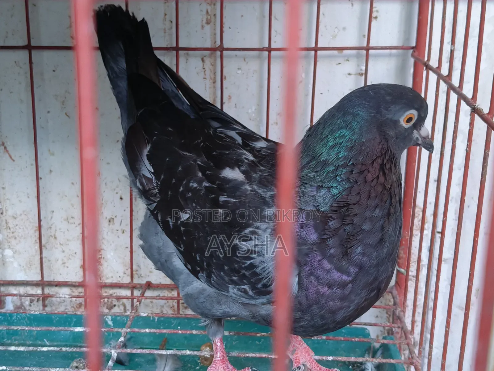 King Pigeon Two Pairs