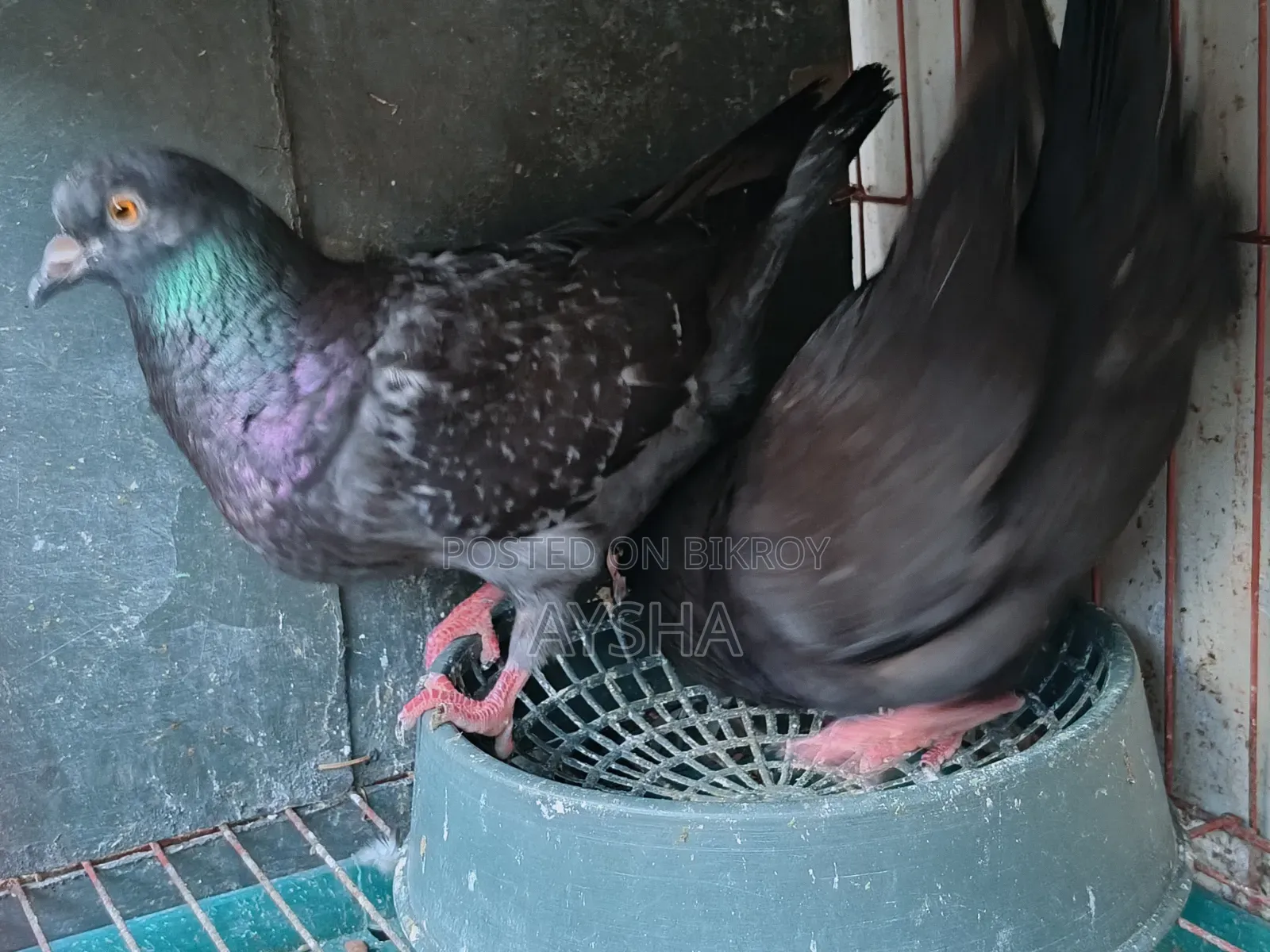 King Pigeon Two Pairs
