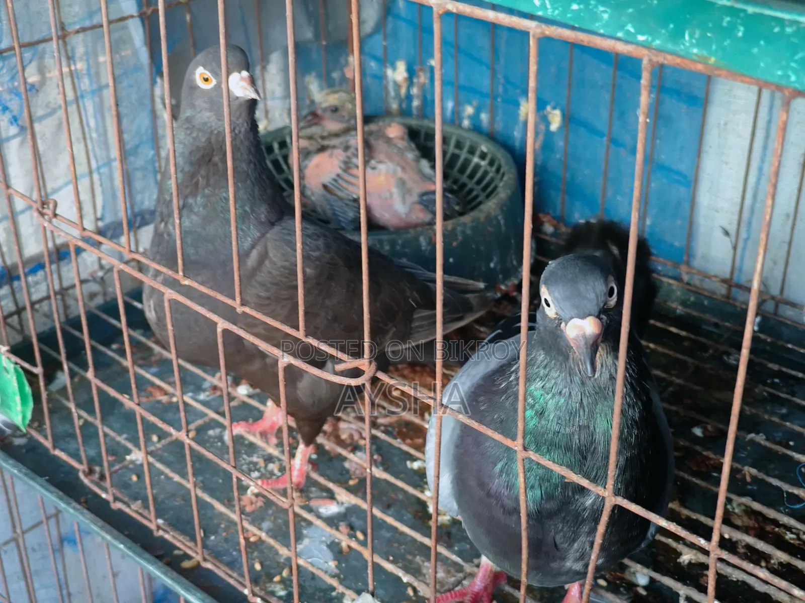 King Pigeon Two Pairs