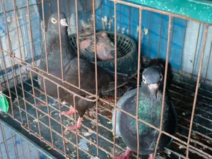 King Pigeon Two Pairs