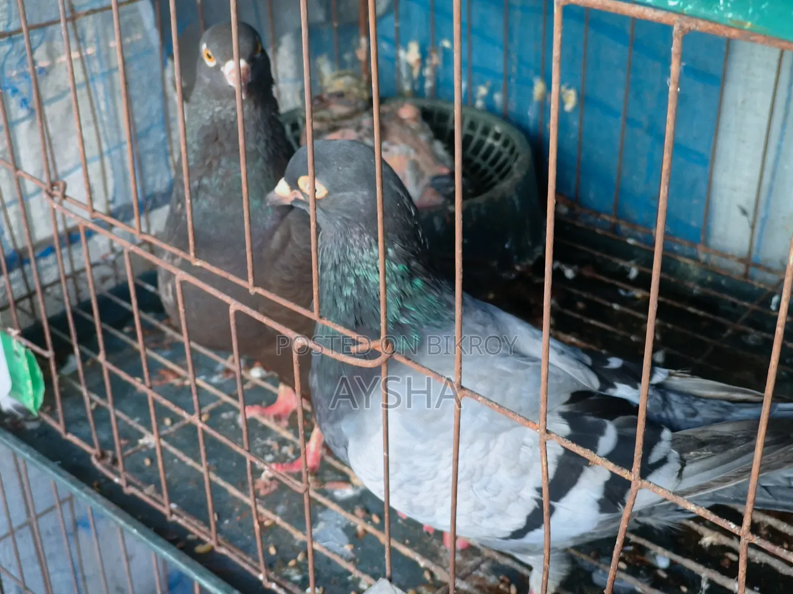 King Pigeon Two Pairs