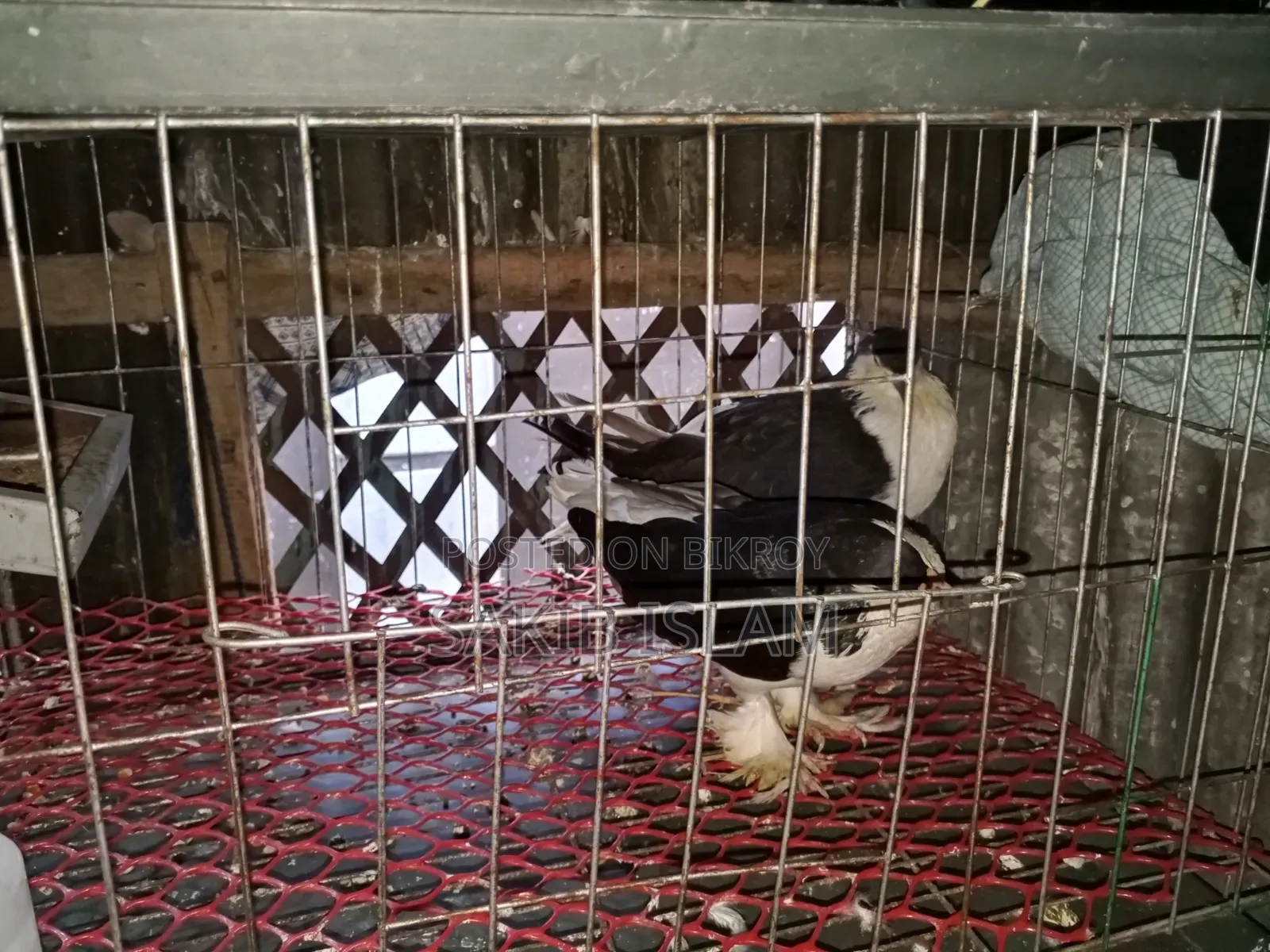 Siraji Pigeon Running Pair