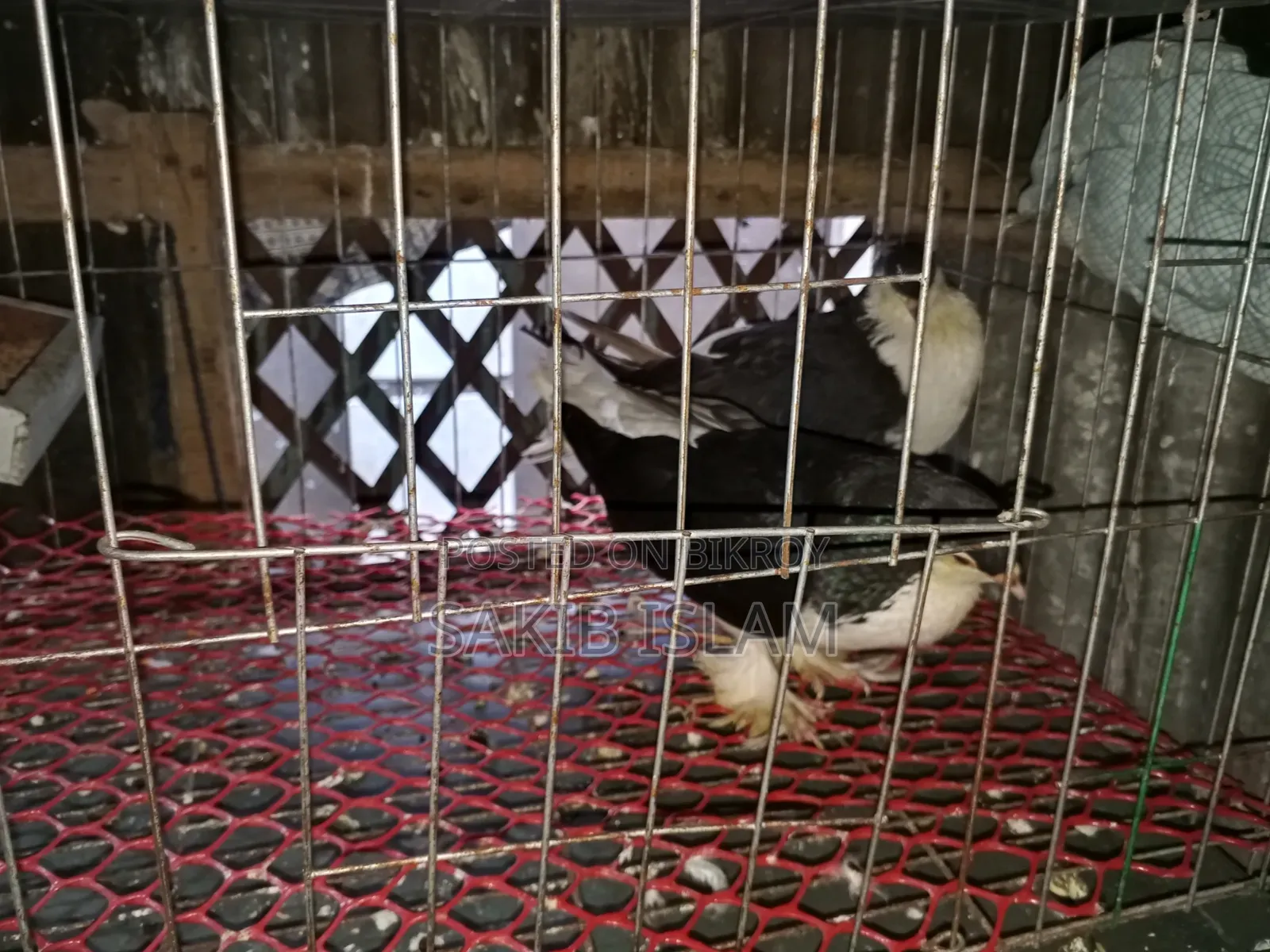 Siraji Pigeon Running Pair