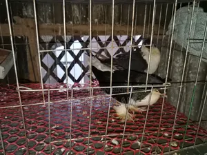 Siraji Pigeon Running Pair
