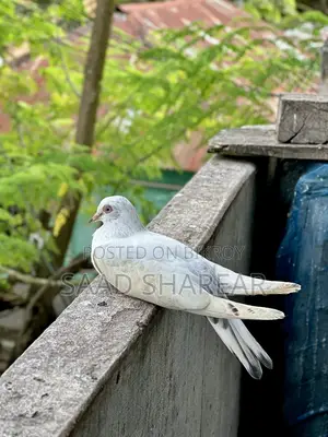 Pigeon for Sale (Giribaz Male)