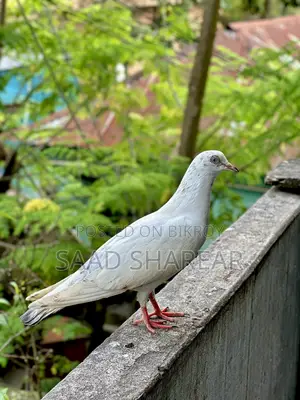 Pigeon for Sale (Giribaz Male)