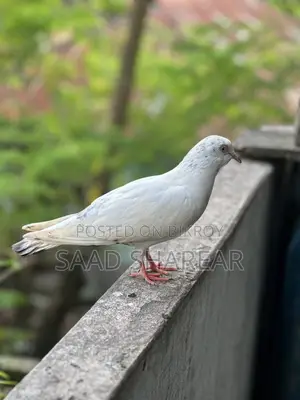 Pigeon for Sale (Giribaz Male)