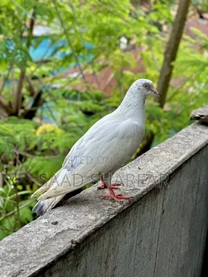 Pigeon for Sale (Giribaz Male)