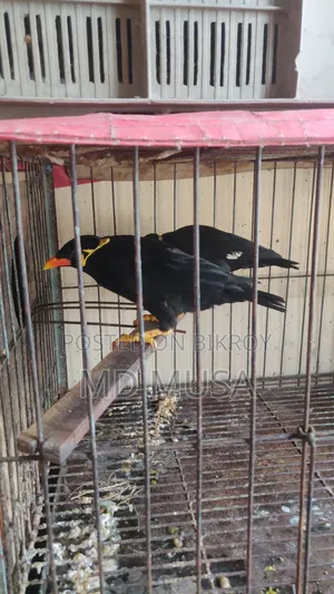 ময়না পাখি বিক্রি করা হবে কোন সমস্যা নাই কথা বলে আরো শিখাইলে শিখবে