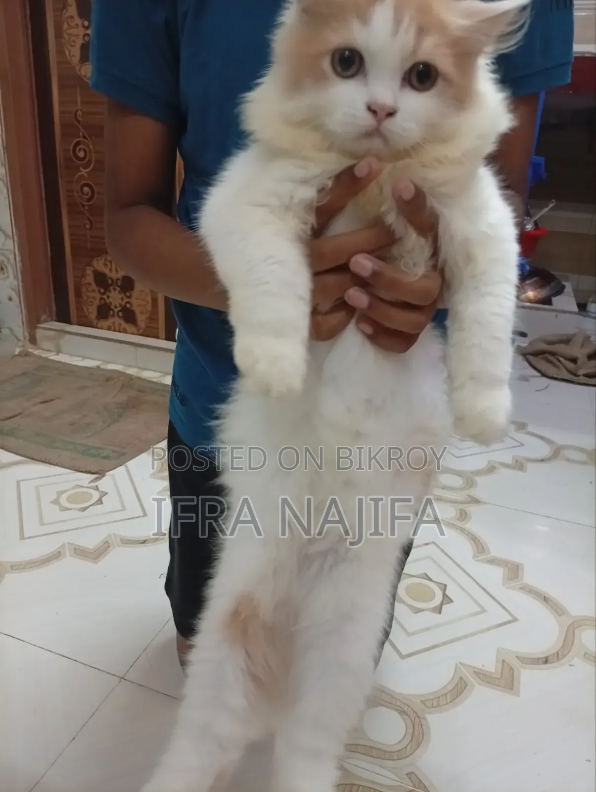৩-৬ মাসের ফিমেল পিওরব্রেড পার্সিয়ান