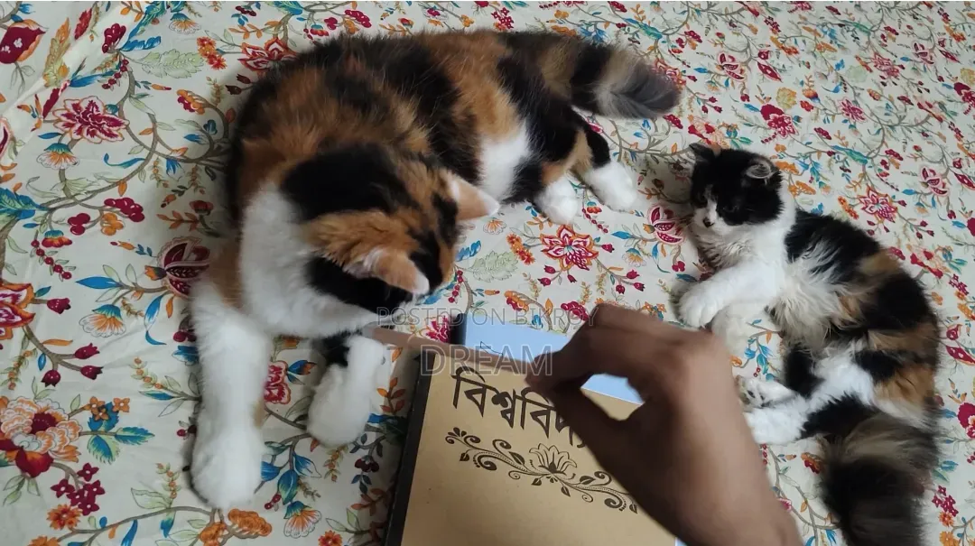 ৬-১২ মাস বয়সী মাদী পিওরব্রেড পার্সিয়ান