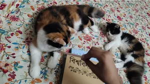 ৬-১২ মাস বয়সী মাদী পিওরব্রেড পার্সিয়ান