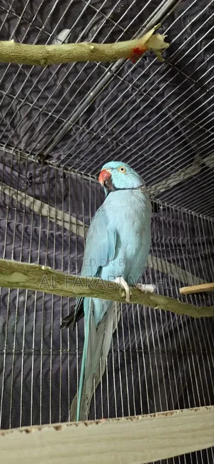 ব্লু রিংনেক