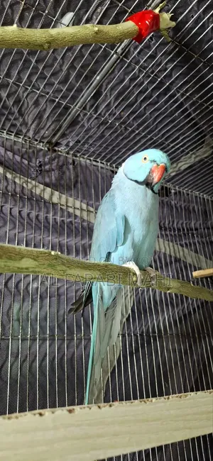 Blue Ringneck