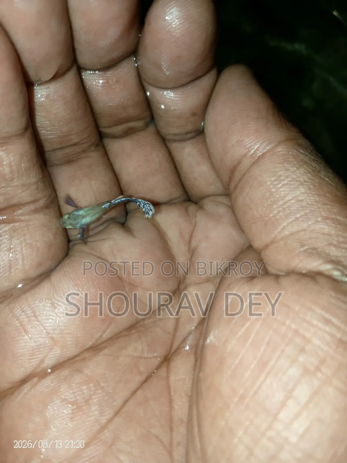 ডাম্বো মোজাইক