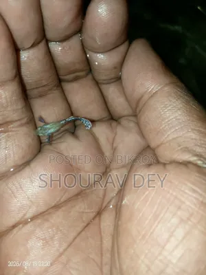 ডাম্বো মোজাইক