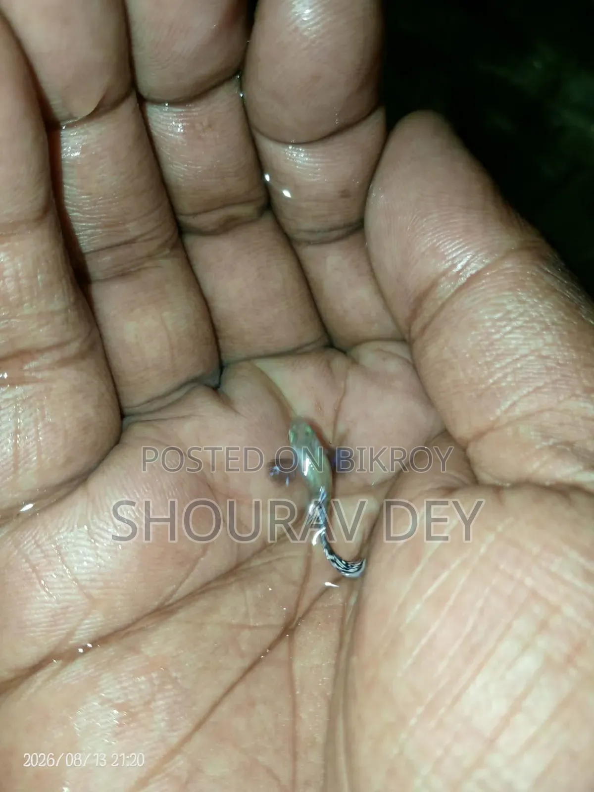 ডাম্বো মোজাইক