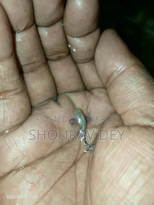 ডাম্বো মোজাইক