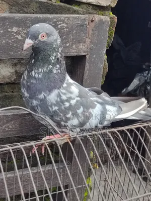Dabwala Kamagar Pigeons