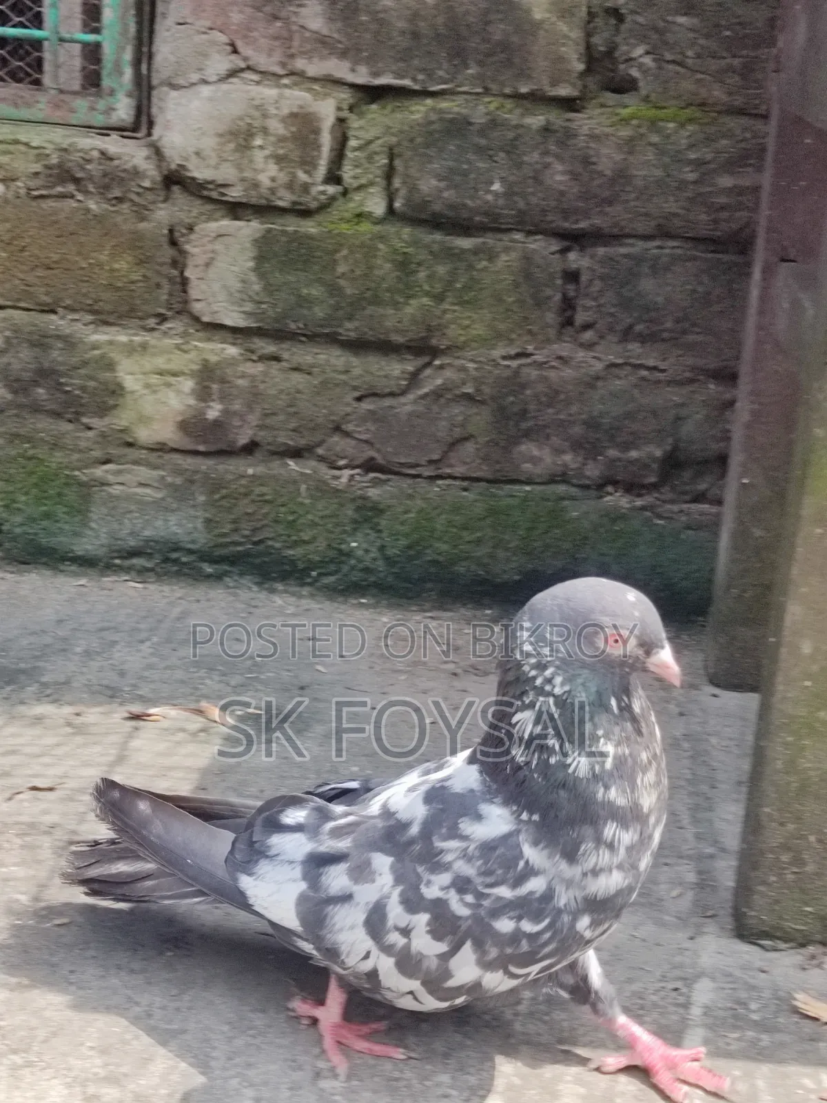 Dabwala Kamagar Pigeons