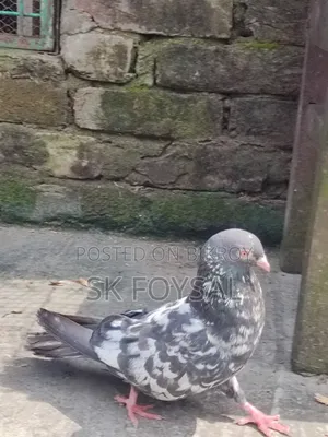 Dabwala Kamagar Pigeons