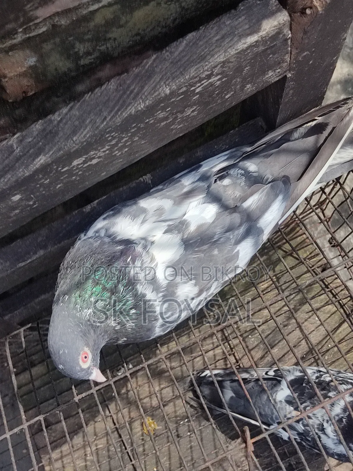 Dabwala Kamagar Pigeons