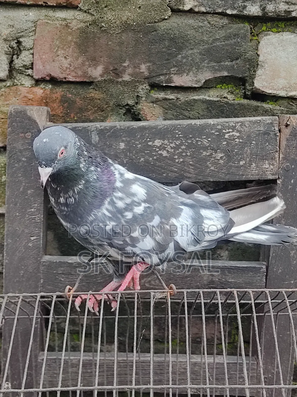 Dabwala Kamagar Pigeons