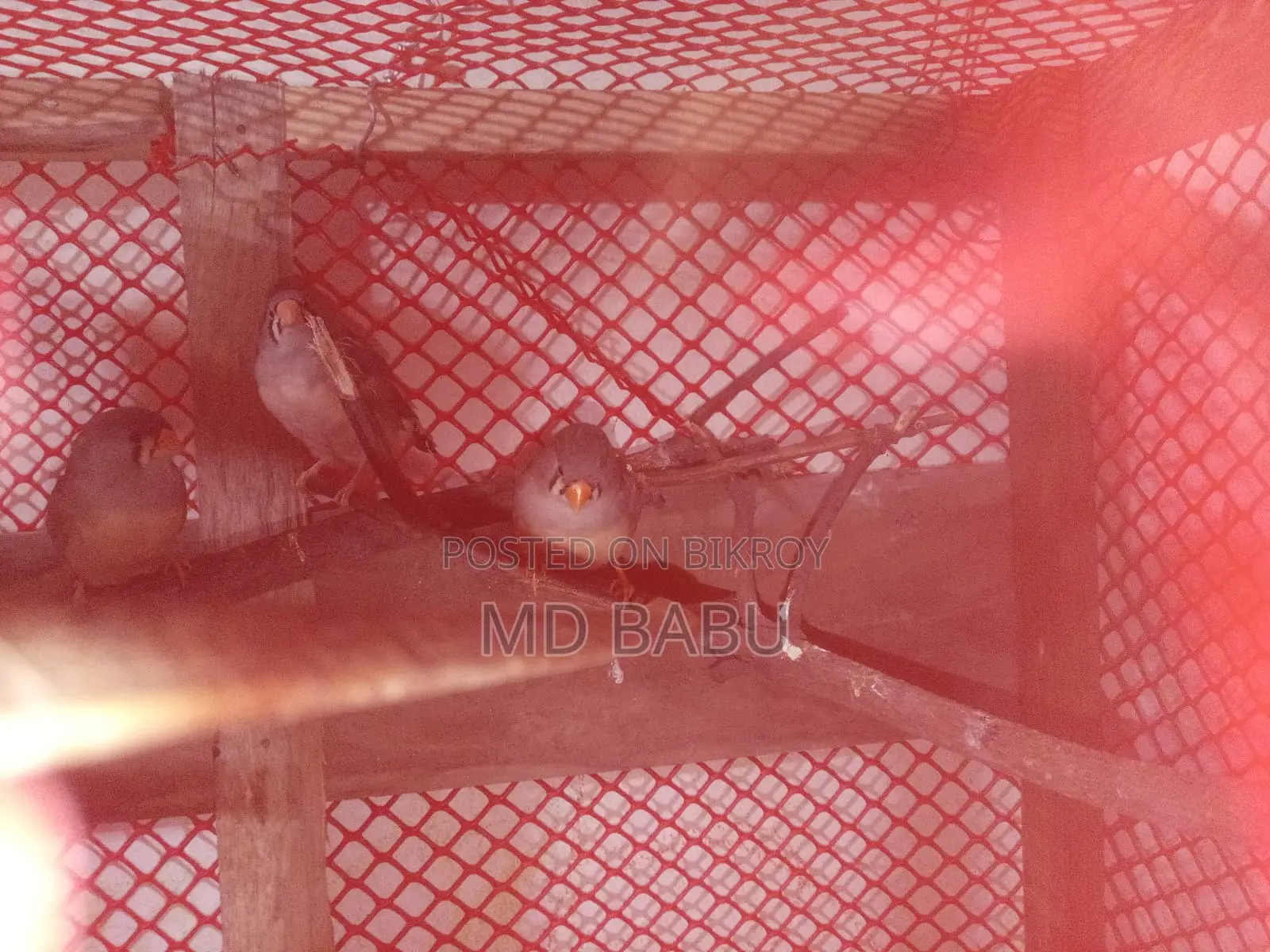 Prince Bird Home Made Cage