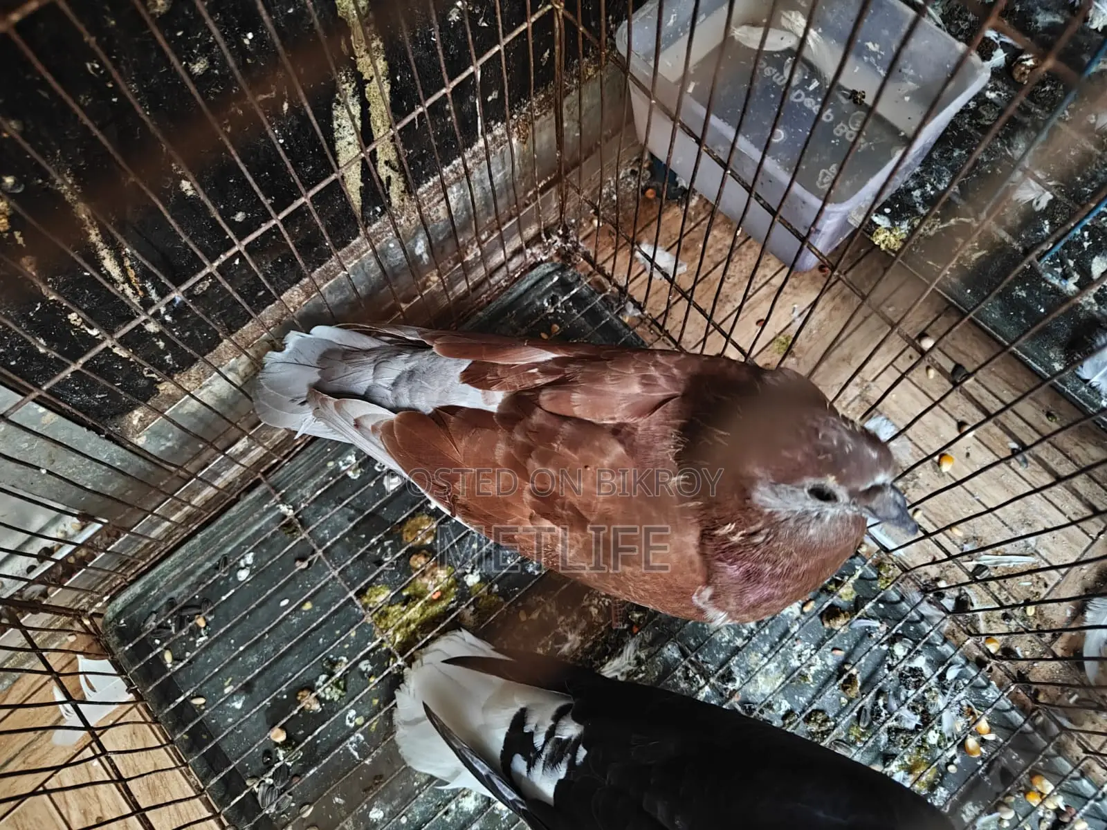 Shirazi, Homa, Mussallam Grebaz Pigeons - 5 Pcs