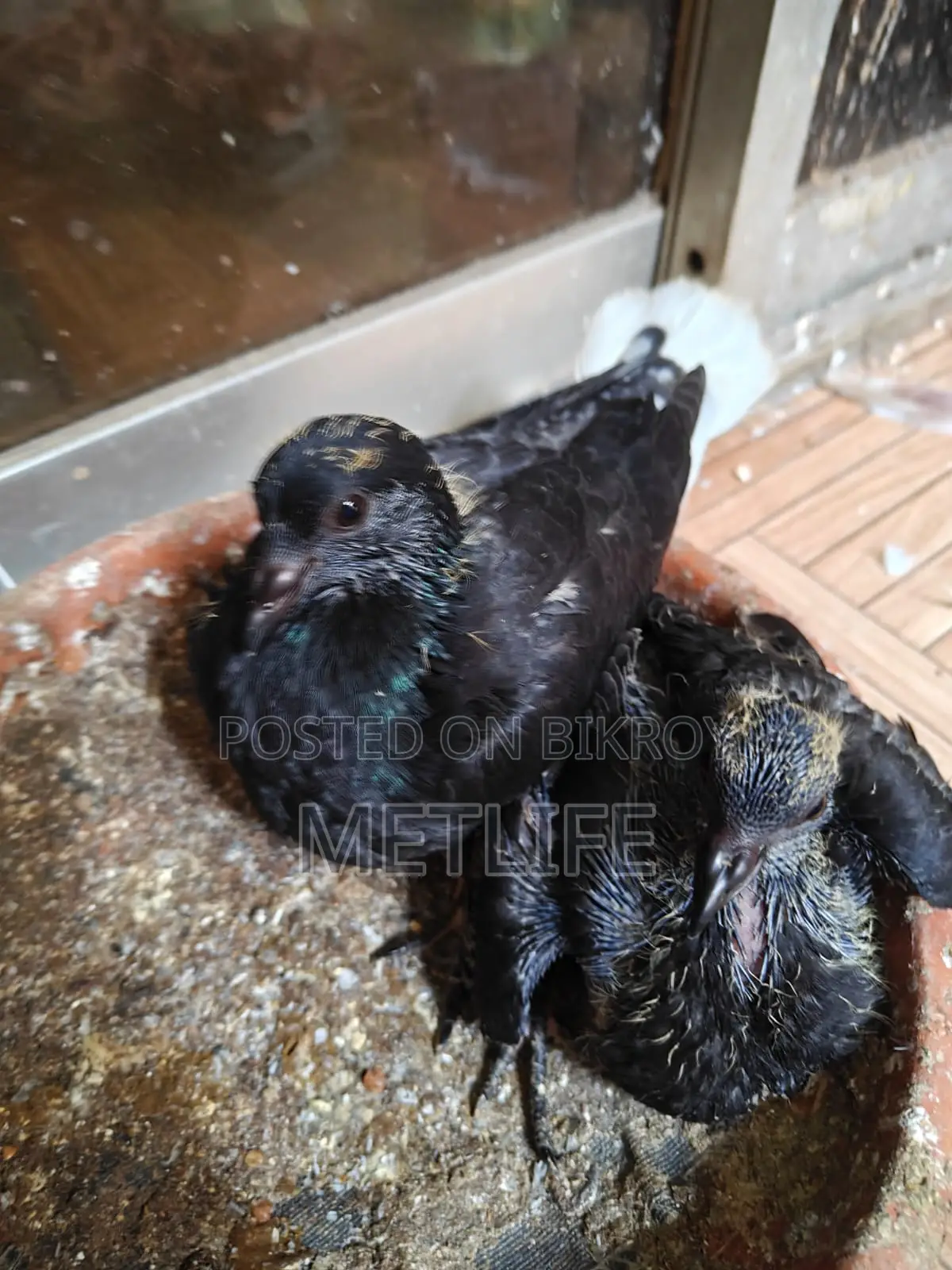 Shirazi, Homa, Mussallam Grebaz Pigeons - 5 Pcs