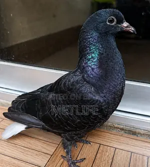 Shirazi, Homa, Mussallam Grebaz Pigeons - 5 Pcs