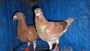 A pair of very nice fantail pigeons for sale