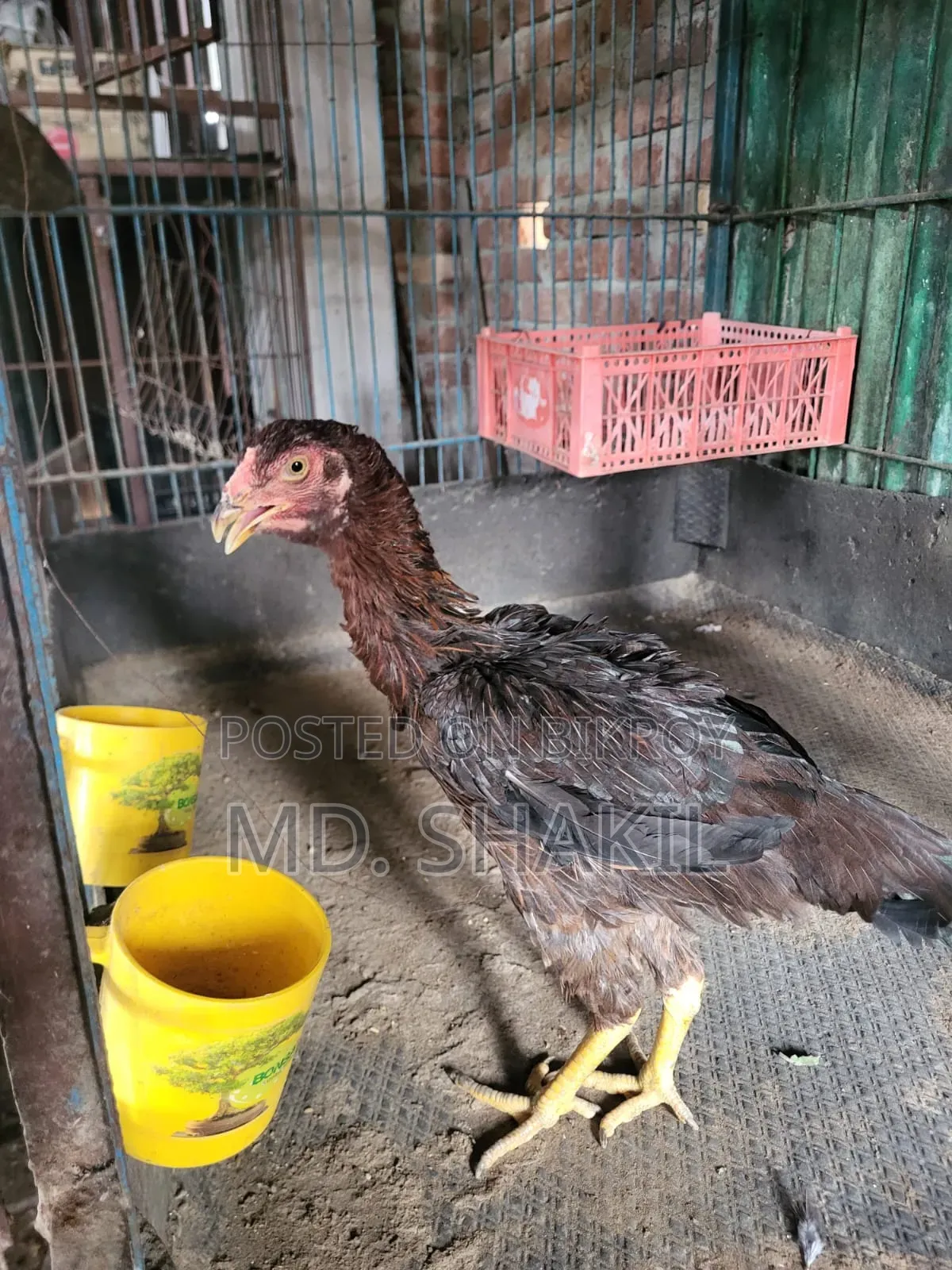 আসিল মুরগি