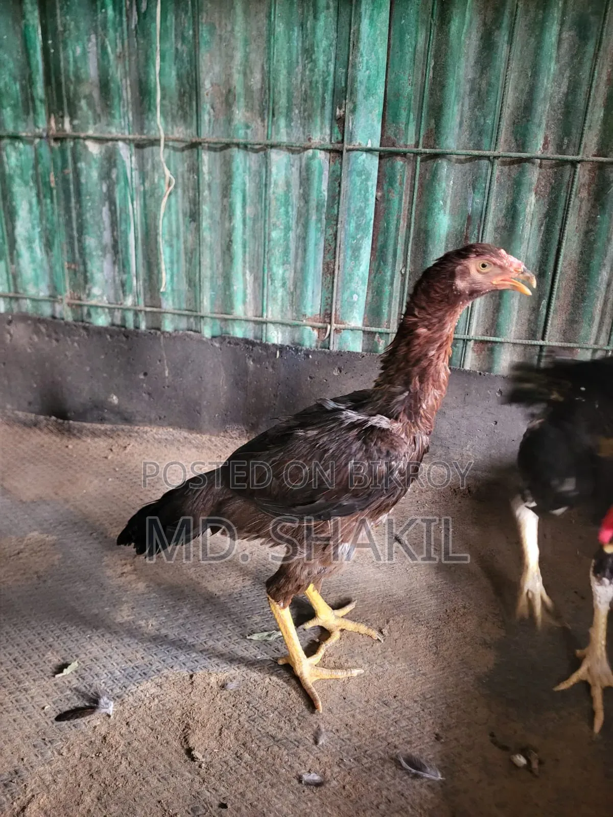আসিল মুরগি