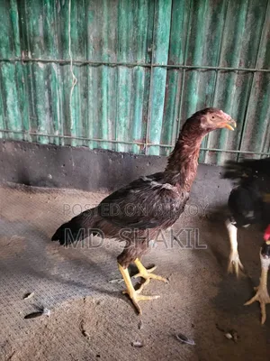 আসিল মুরগি