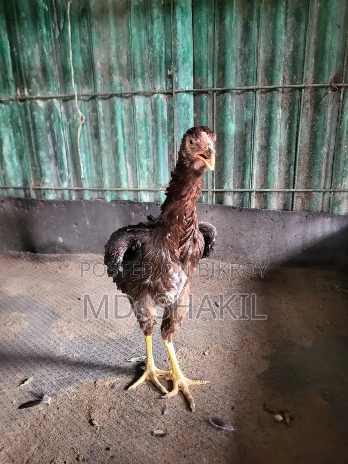 আসিল মুরগি