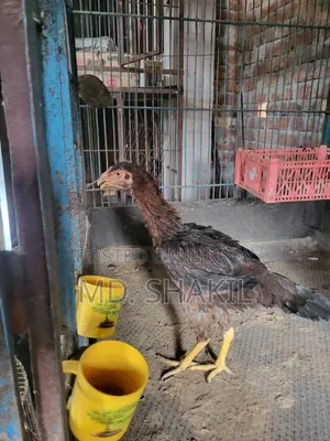 আসিল মুরগি