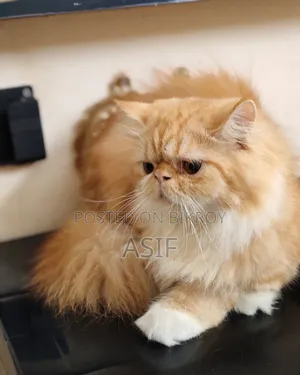 6-12 Months Female Purebred Exotic